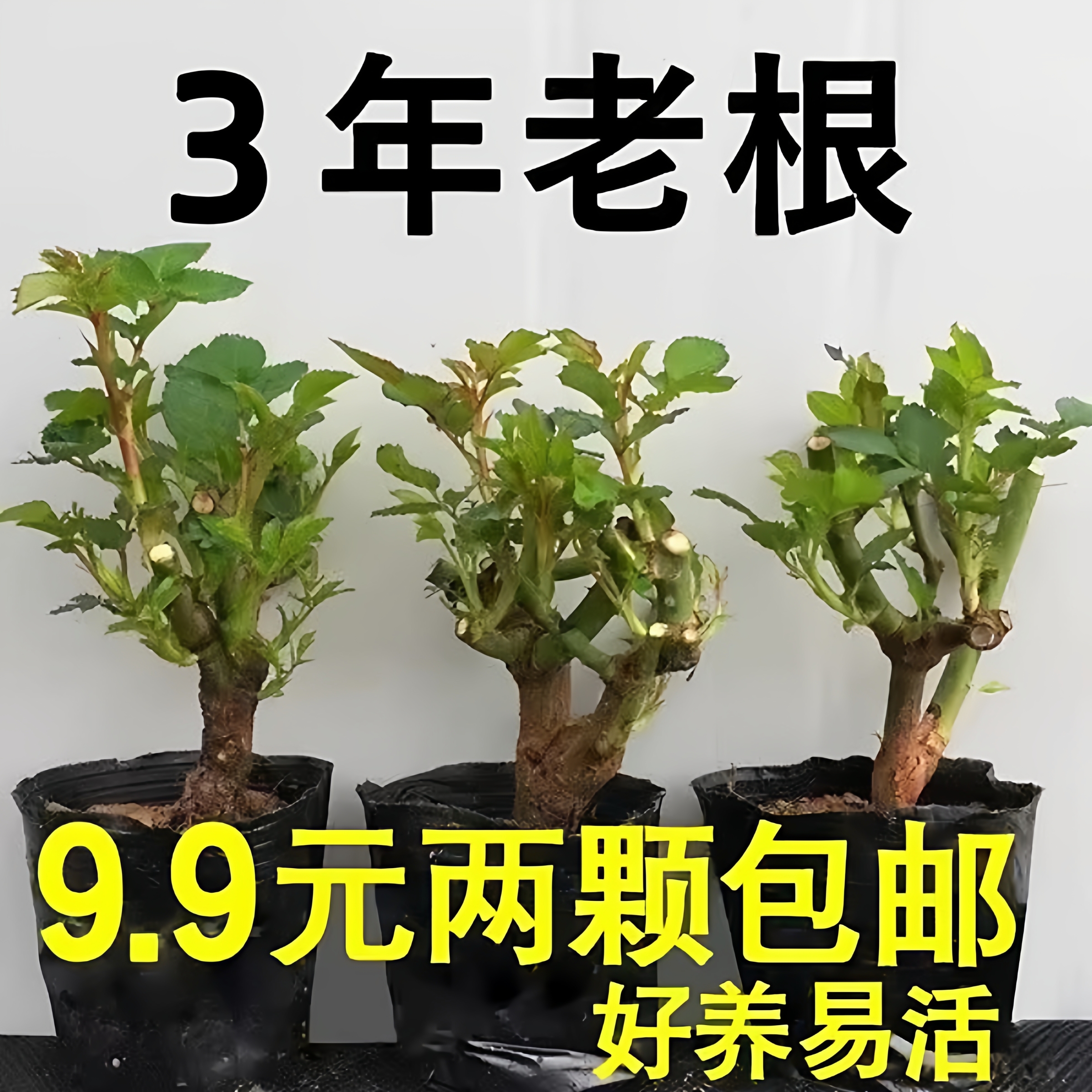 7年玫瑰老桩浓香型开大花盆栽花苗灌木月季花好养活植物阳台庭院