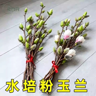 水培紫玉兰花鲜切枝带花苞干枝红梅鲜花卉室内好养四季开花植物