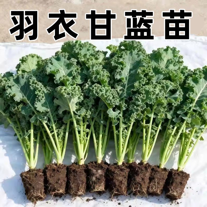 【羽衣甘蓝苗】羽衣甘蓝苗秧高产耐寒蔬菜女王绿粉紫羽衣四季蔬菜,鲜花速递/花卉仿真/绿植园艺,月季/蔷薇/玫瑰,淘宝优惠券,粉丝福利购,淘宝优惠卷