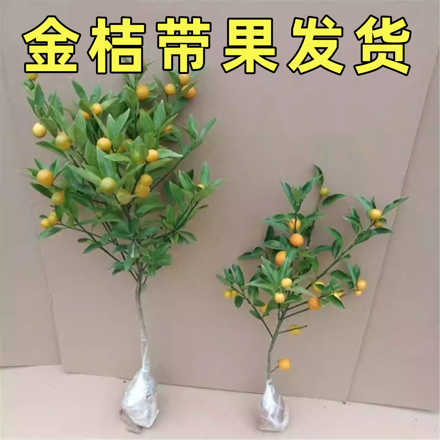 金桔树盆栽带果可食用室内四季脆皮橘子树苗客厅植物花卉绿植盆景