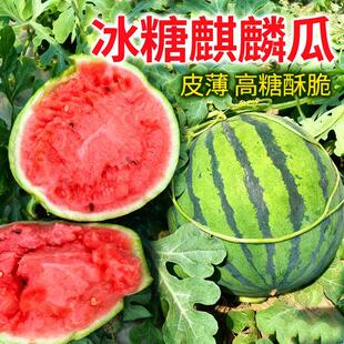 8424麒麟有籽西瓜种子籽春季高产种籽甜王阳台瓜果苗阳台水果种孑