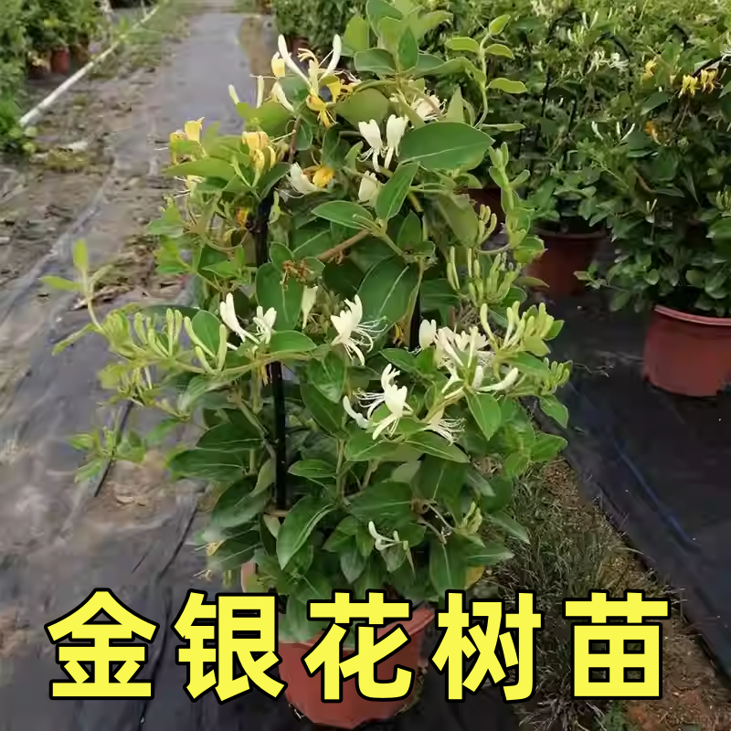 金银花树苗盆栽带花阳台庭院可观赏食用老桩四季开爬藤花卉绿植物