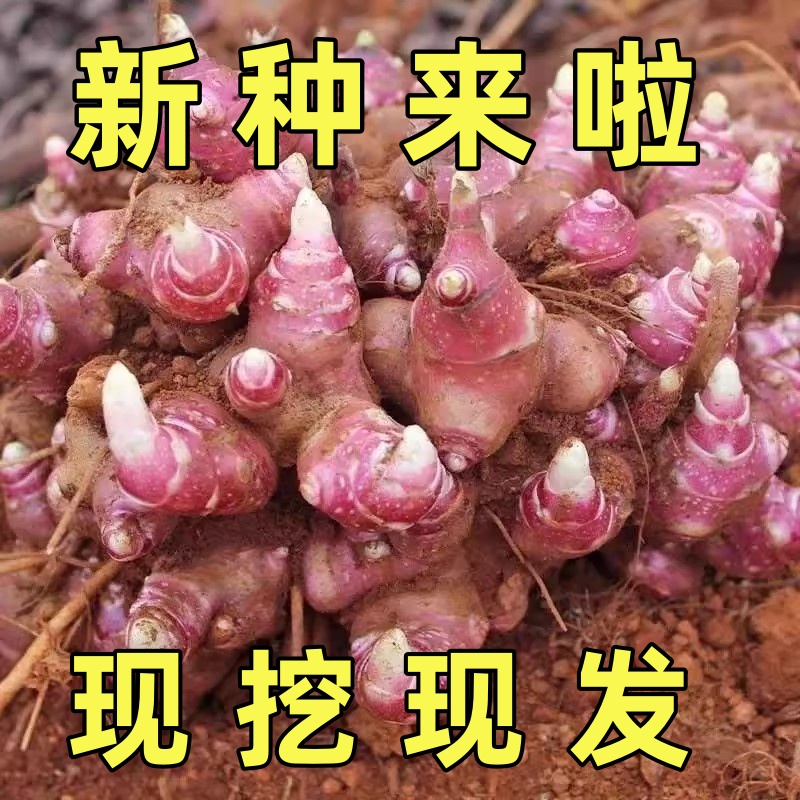 云南农家天山雪莲果种植苗黄泥沙高产红心种球新鲜黄心种植种籽