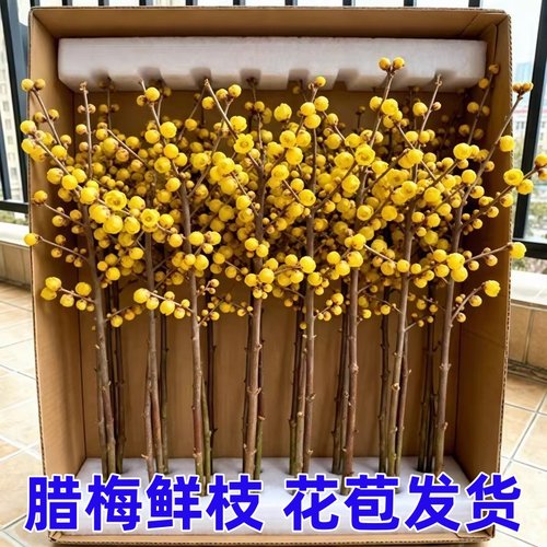 腊梅鲜花水培植物水养鲜切鲜枝室内年宵花卉客厅四季好养花束干枝