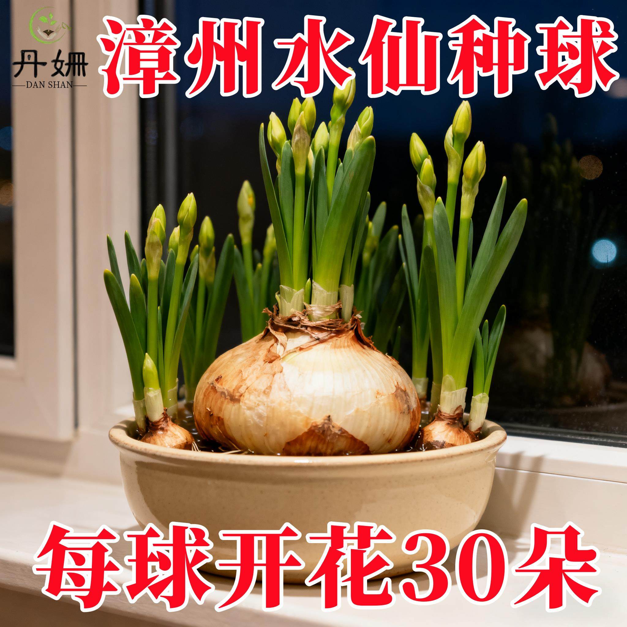 漳州水仙花种球水培植物好养易活耐寒花卉室内外阳台盆栽水仙花苗,鲜花速递/花卉仿真/绿植园艺,土壤覆盖物,淘宝优惠券,粉丝福利购,淘宝优惠卷