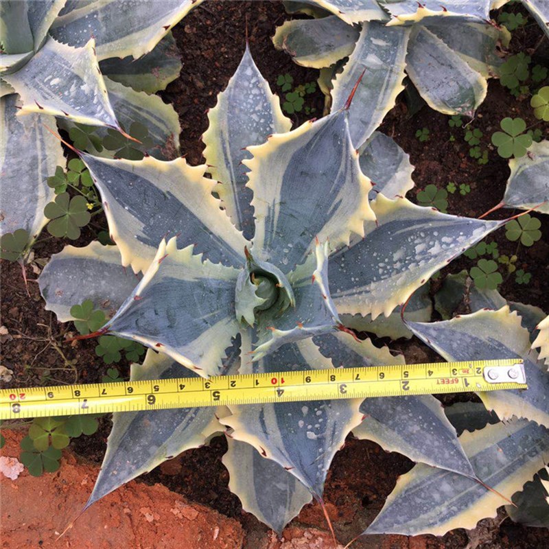 怒雷神  龙舌兰 怒雷神锦 多肉绿植沙漠景观 植物庭院龙舌兰盆栽