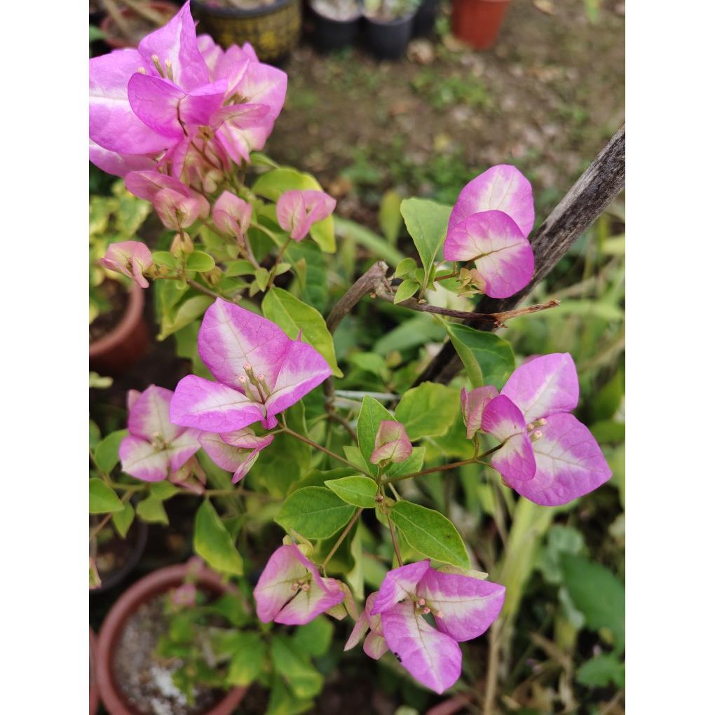 椰子冰三角梅原生扦插苗，藤本爬藤开花植物4季开花