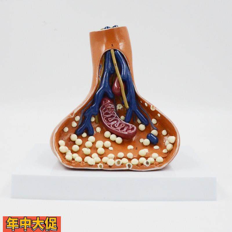 康泰模型突触放大神经传导线粒体神经元结构高中生物教学实验器材