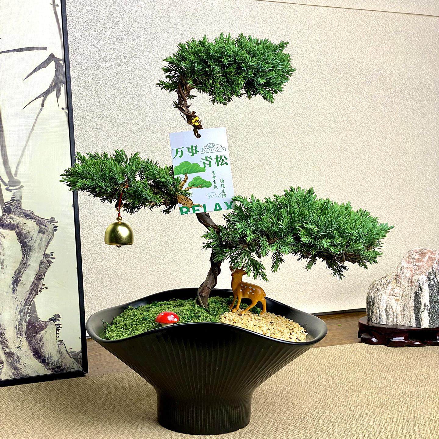 三层塔松盆栽造型松树盆景迎客松客厅办公室内植物桌面绿植放青松,鲜花速递/花卉仿真/绿植园艺,造型盆景,淘宝优惠券,粉丝福利购,淘宝优惠卷