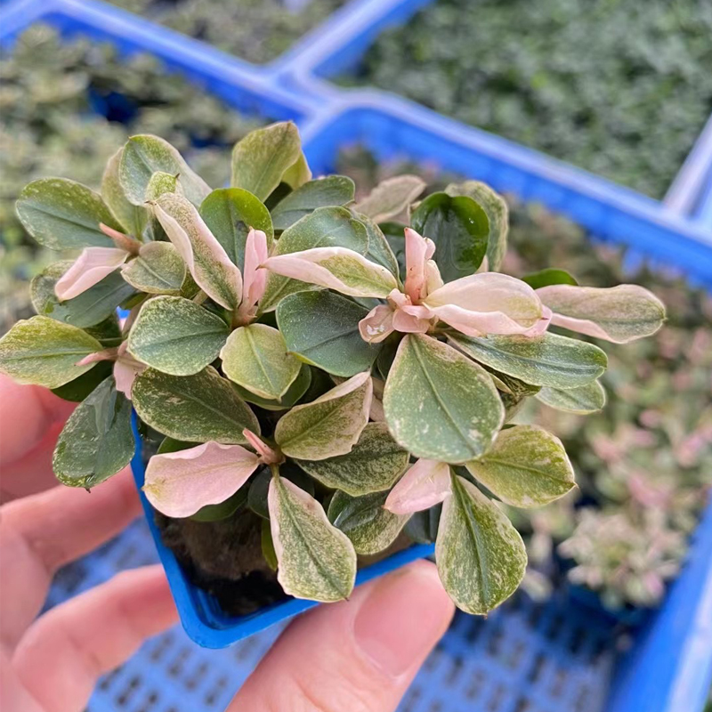 粉色马拉威辣椒榕杯装水榕鱼缸草缸造景水培增氧阴性淡水水草植物