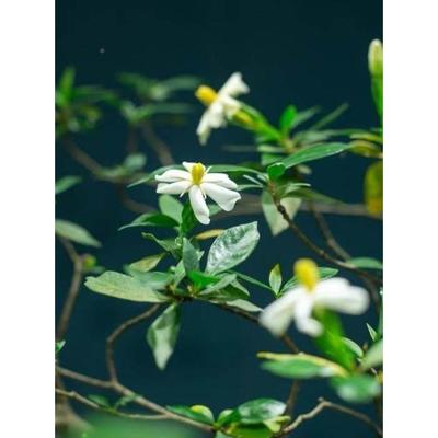 海岛造七字飘枝栀庭物子花春花老桩茶室院鱼缸YZA景绿植盆景栽一