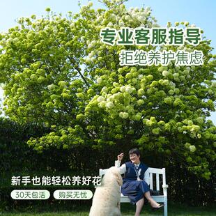 栽海蒂的花园中华木绣球斗寒花球耐卉盆欧洲木绣海蒂的花球树苗绣