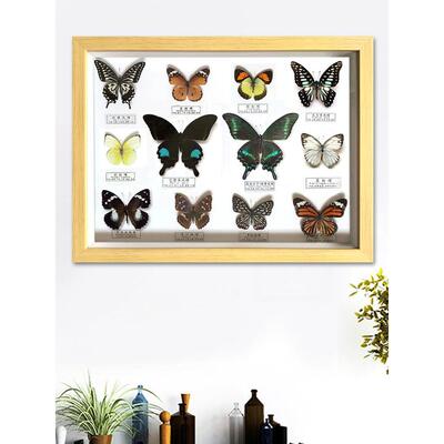 真蝴蝶标本17.2英寸蝴蝶相框工艺挂饰休闲现代壁画昆虫科普教学集