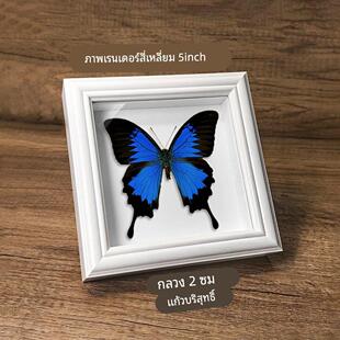 纯白玻璃中空相框镜面昆虫蝴蝶标本植物手工DIY材料正方形框摆台