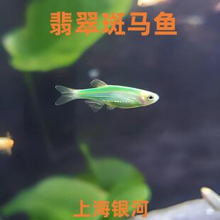绿翡翠斑马鱼蝶翼斑马鱼热带观赏鱼孔雀灯科鱼小型活体鱼淡水好养