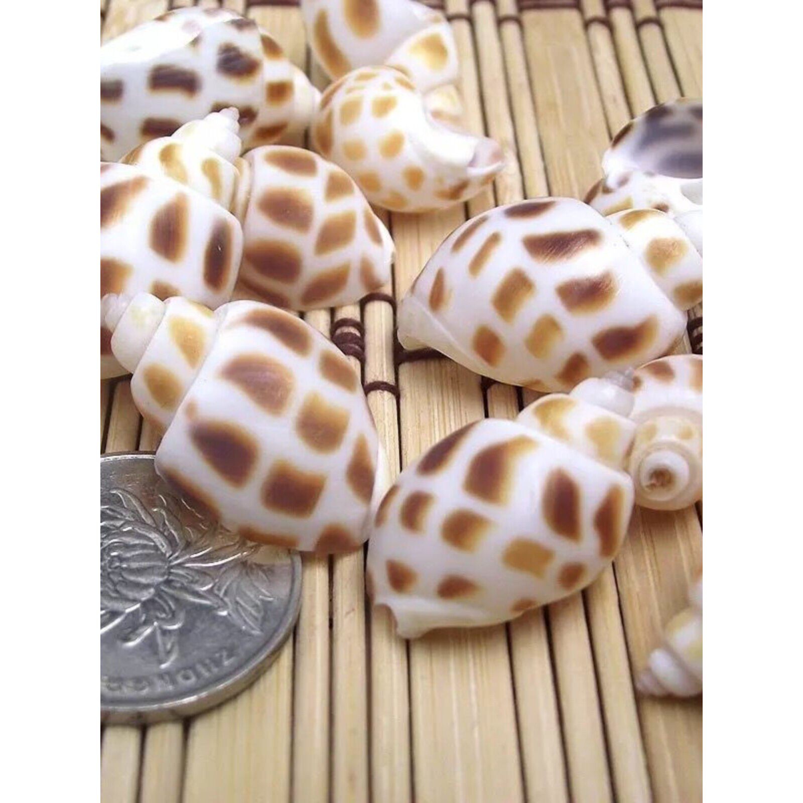 天然海螺贝壳鱼缸水族箱造景装饰红口大笋蜘蛛螺榧螺芋螺扇贝摆件