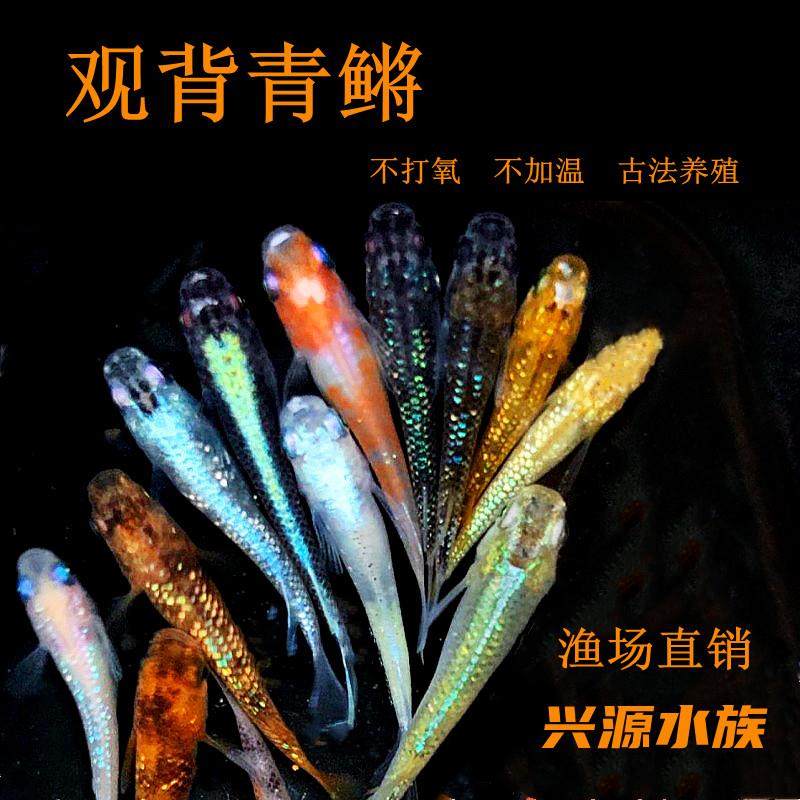 观背青鳉鱼淡水鱼观赏鱼古法鱼冷水鱼小型锦鲤金鱼不打氧好养活体,宠物/宠物食品及用品,鱼,淘宝优惠券,粉丝福利购,淘宝优惠卷