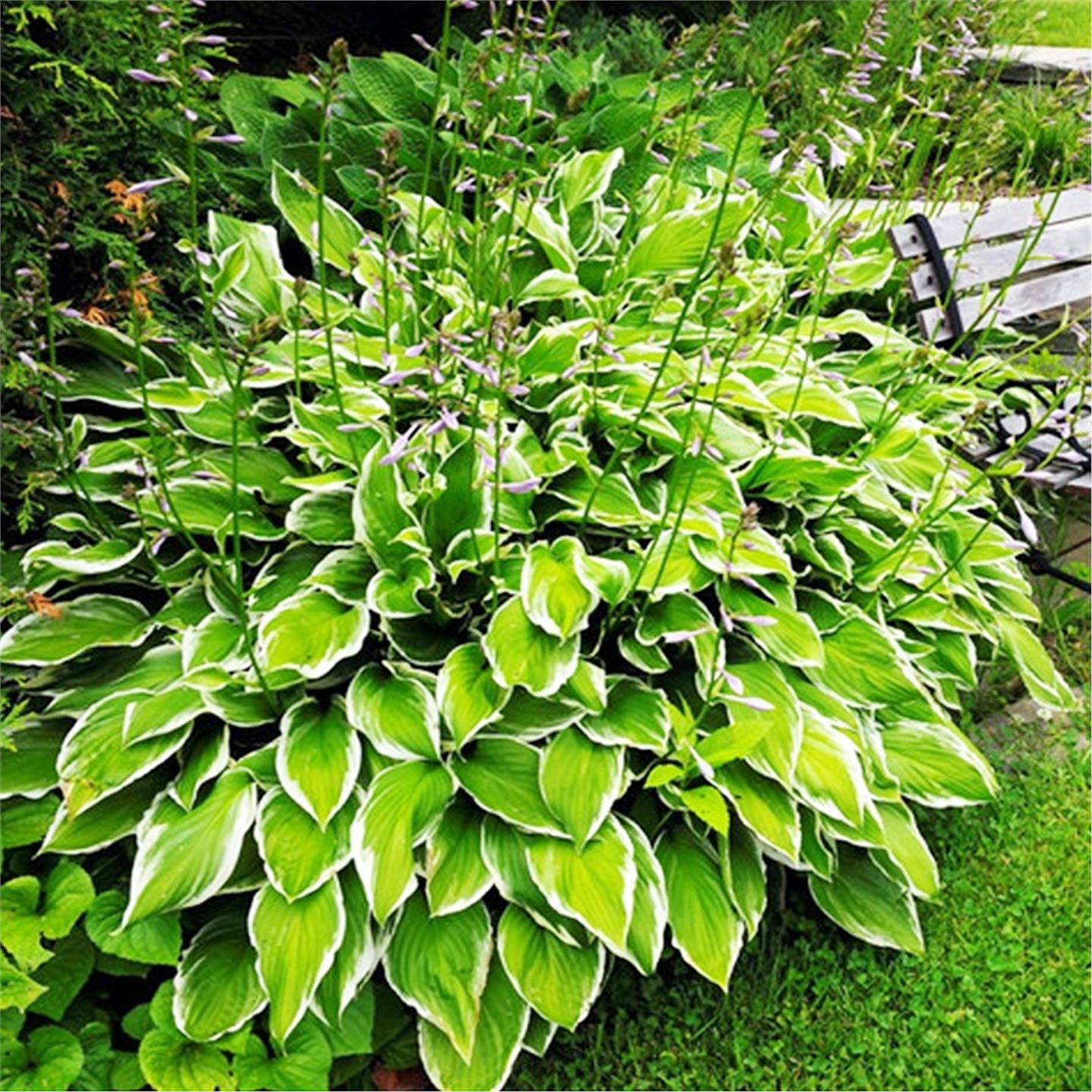 金边花叶玉簪花苗耐寒耐旱观叶地被植物花卉室内盆栽多年生植物青