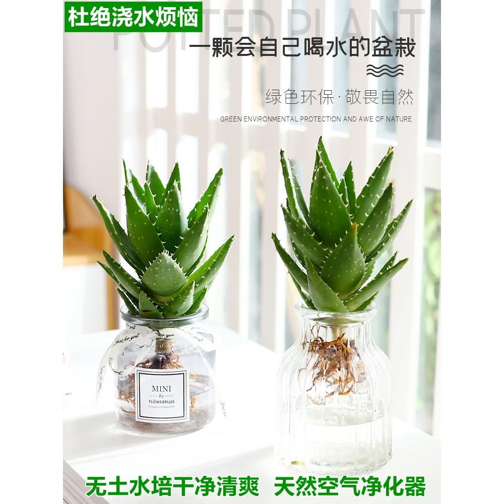 水培植物多肉芦荟盆栽不夜城室内绿植好养净化空气耐阴花卉仙人掌