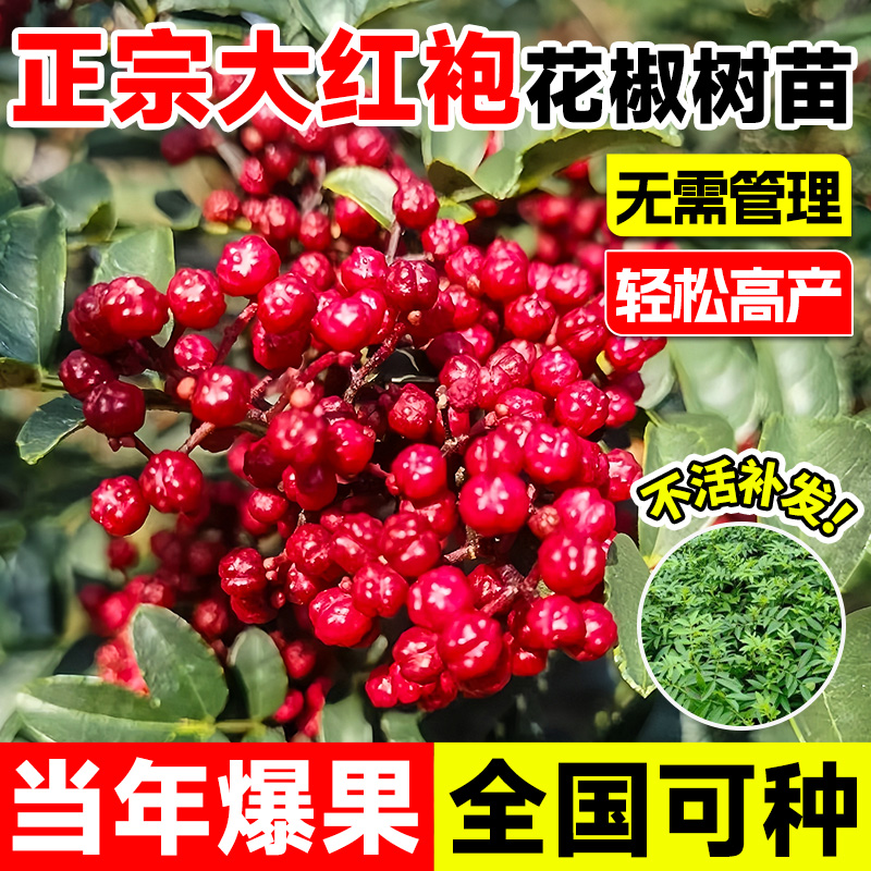 花椒苗树大红袍带土小种盆