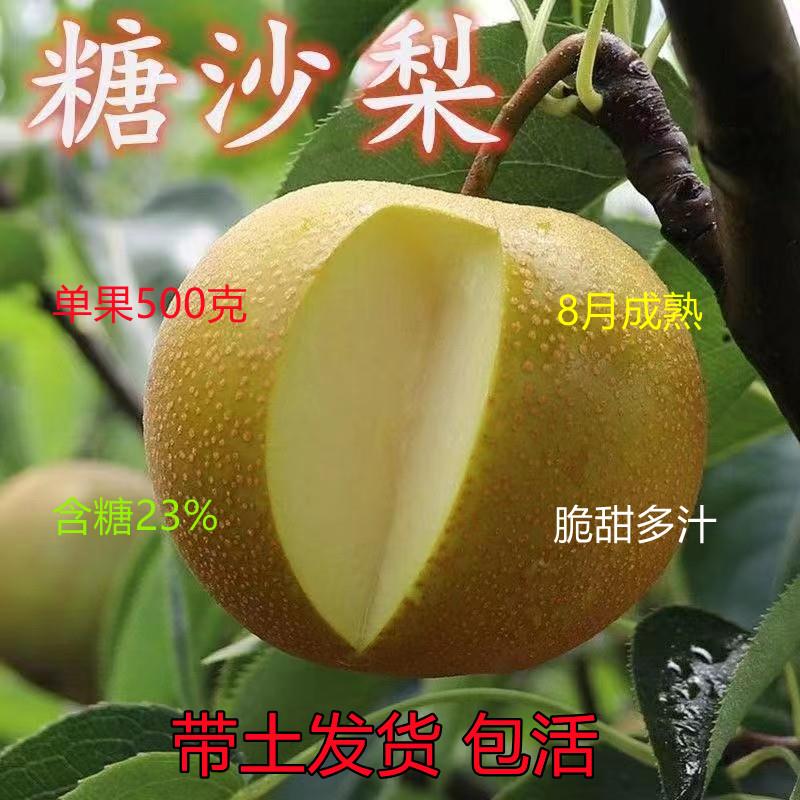 梨树果苗嫁接新品种糖沙