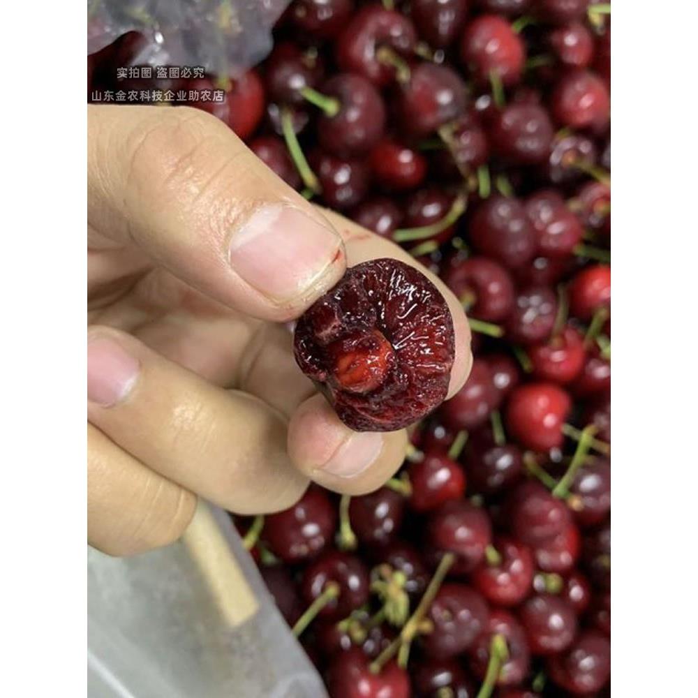 桑提娜车厘子树苗矮化嫁接