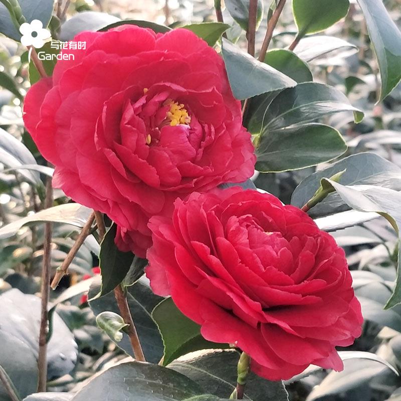 伯拜范花宝比业美国稀有品种山茶花树苗盆栽福建龙岩与花有时阿布