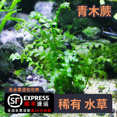 青木蕨黑木蕨阴性水草真水草鱼缸草缸造景植物布景活体自养水中叶