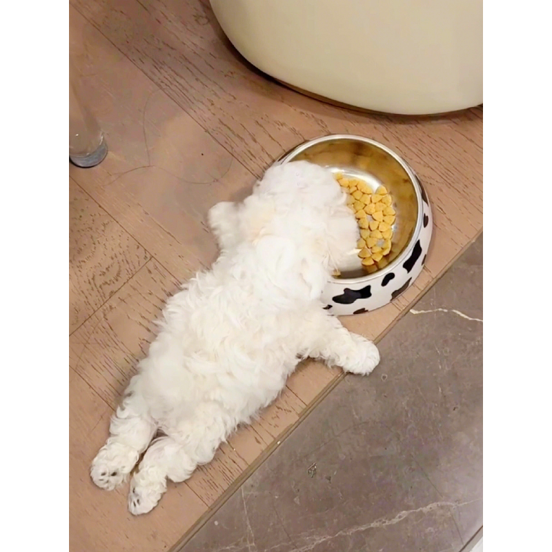 不锈钢宠物慢食碗饭碗喝水狗狗专用猫猫咪防打翻大口径高颜值新图片