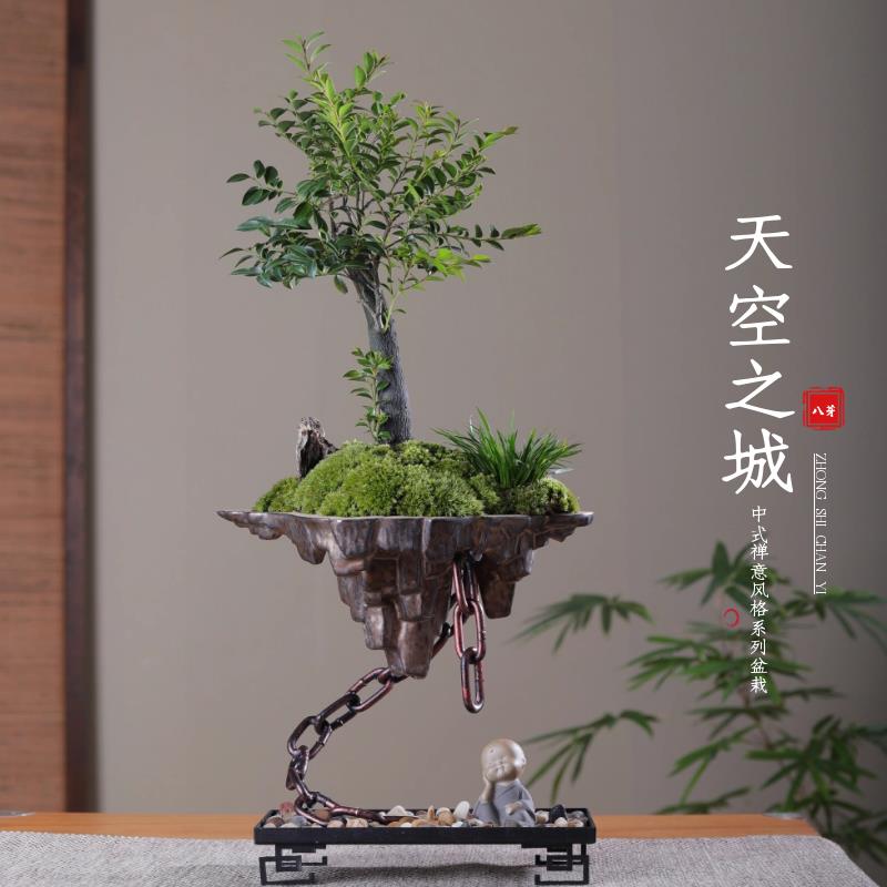 天空之城小叶紫檀黑骨茶苔藓禅意绿植盆景栽办公室内书桌面吸甲醛