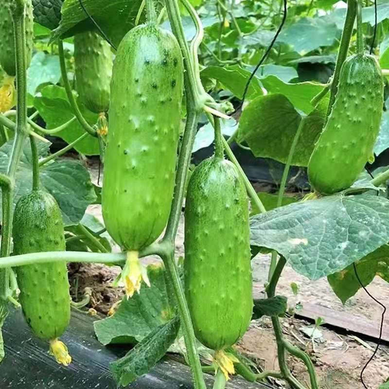 【下单立减50】水果黄瓜种小黄瓜苗蔬菜种春季四U季盆栽高产-L