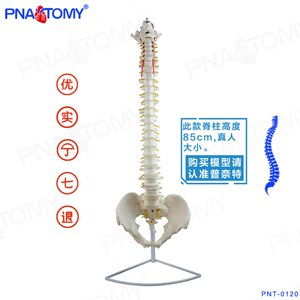 Pnatomy 新款人体脊柱模型人体1:1脊椎模型人体骨骼模型可弯曲