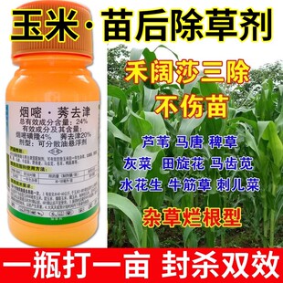 烟嘧莠去津玉米除草剂玉米地苗后专用除草剂烂根剂玉米田封草死草