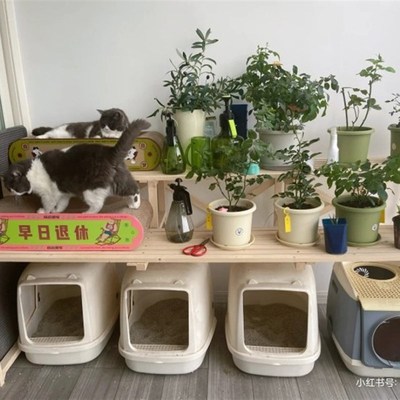 定制花架猫咪架阳台实木多层置物架落地式室内阶梯式花架收纳架
