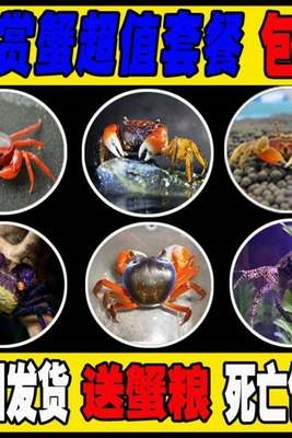 小螃蟹鲜活宠物水族淡水观赏蟹深水大型宠物蟹淡水蟹爬行鱼缸缸