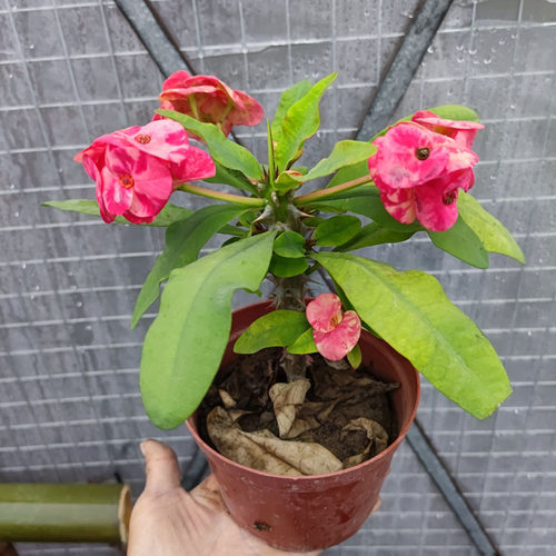 新品种花脸大叶大花虎刺梅盆栽耐旱耐晒铁海棠四季好养懒人花卉