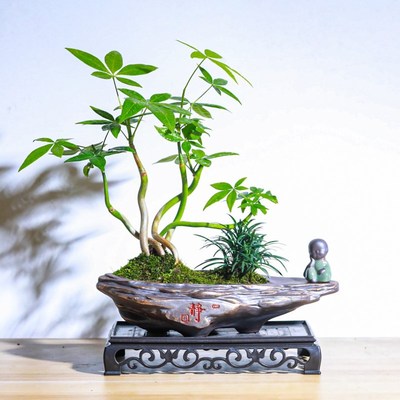 发财树好养小盆栽茶桌摆件微景观室内办公室花卉绿植物送礼品盆景