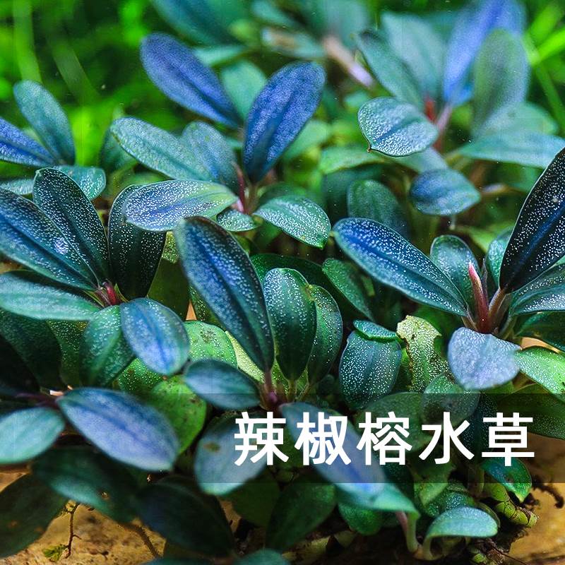 疯狂水草辣椒榕沉木造景套餐水榕水草生态鱼缸真水草植物草缸前景