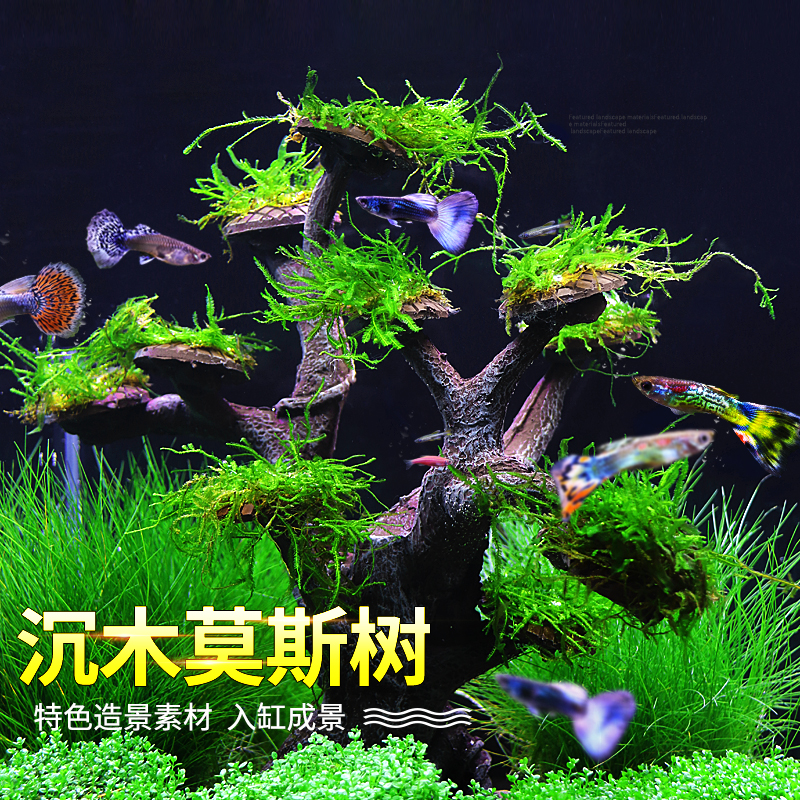 鱼缸莫斯树造景水草沉木树迎客松莫斯树骨架材料懒人造景摆件