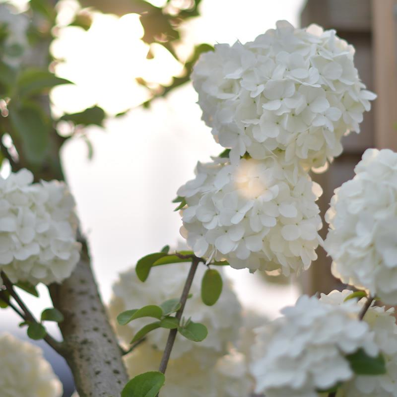 种花王大爷中华木绣球斗球灌木植物地栽花园花卉大型造景木本植物
