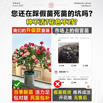 爬藤月季花苗四季开花藤本蔷薇大花浓香小苗室内外植物盆栽带花苞