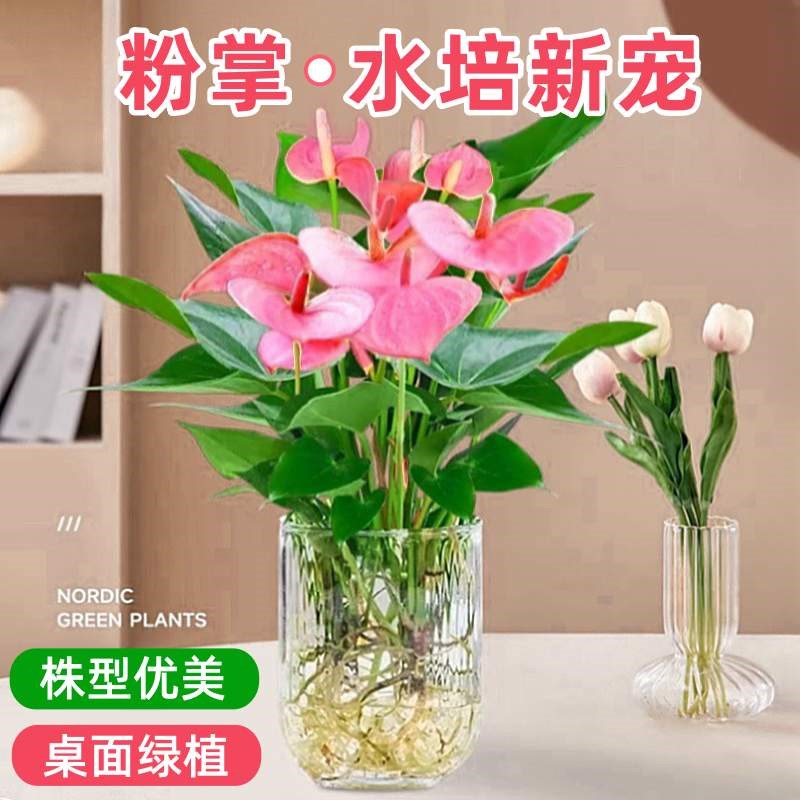 粉掌盆栽带花水培植物室内好养四季花卉绿植网红草适合懒人养的花