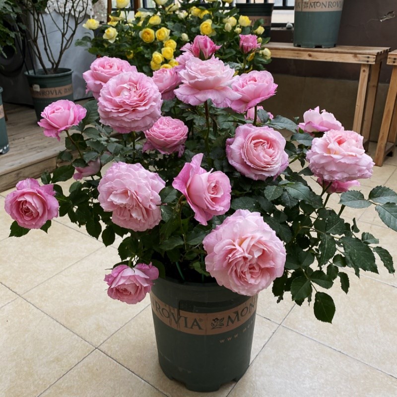 海神王阳台 月季大花微月浓香玫瑰花苗阳台花卉盆栽庭院珍稀品种