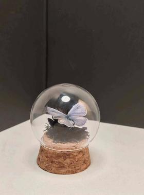 雅灰蝶标本玻璃罩迷你飞行的宝石小众收藏礼物艺术真蝴蝶摆件