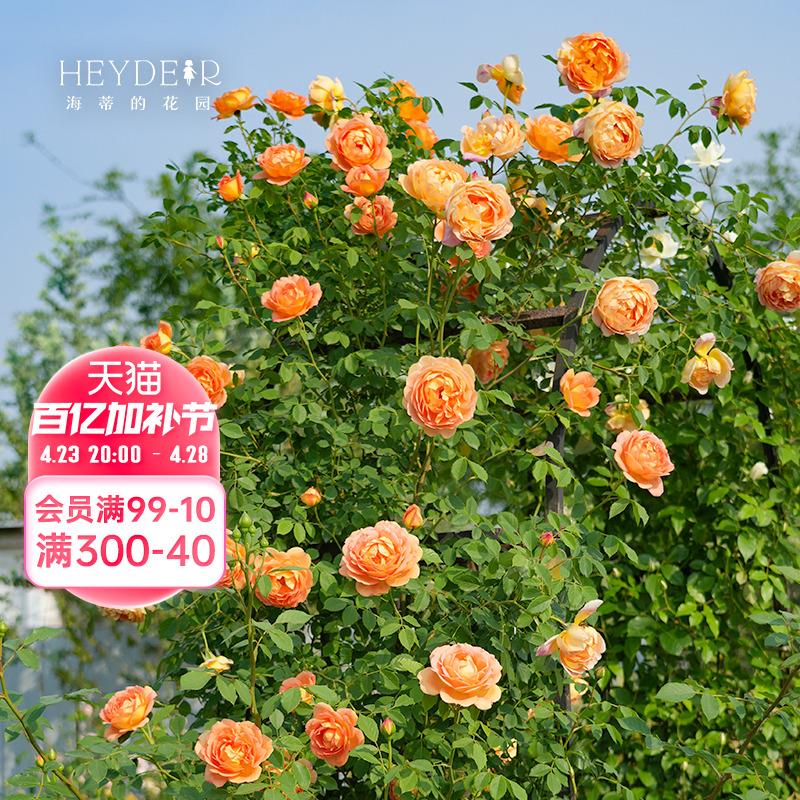 海蒂的花园夏洛特夫人英国奥斯汀藤本月季露台庭院花卉植物盆栽苗