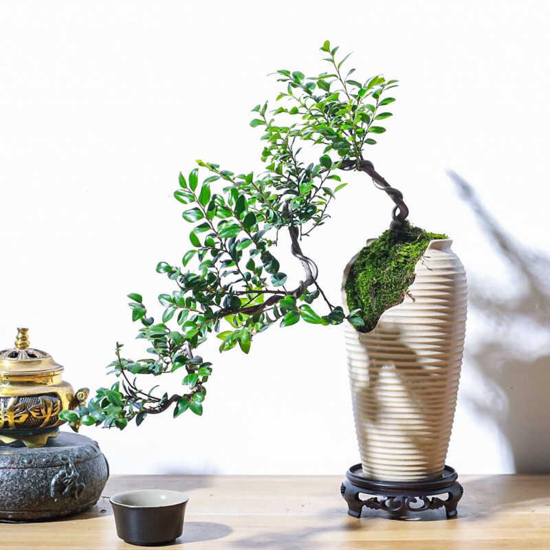 悬崖式小叶紫檀黑骨茶盆景飘枝造型盆栽室内中式茶室阳台送礼绿植