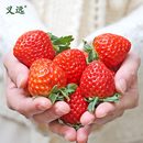 现货 包邮 新鲜草莓有机认证无农残无抗健康当季 新上市顺丰