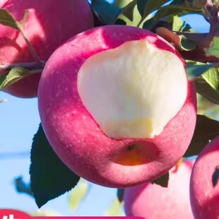 甘肃红富士苹果冰糖心新鲜脆甜水果当季精品大果庆阳产地直发