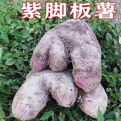 正宗赣南紫山药白心新鲜蔬菜脚板薯紫淮山3农家现挖大毛薯当季5斤
