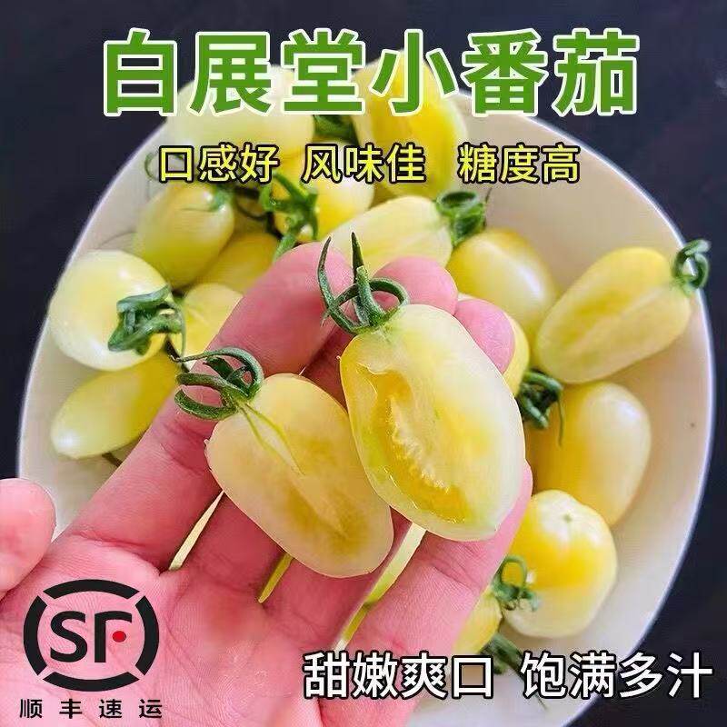 顺丰包邮白色小番茄新鲜现摘白展堂奶油小柿子白妃樱桃圣女果生吃